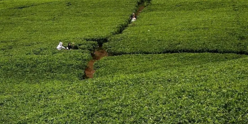 Kebun teh Kabawetan, Minggu (27/10). Foto: Ibnu/Siberbengkulu.co