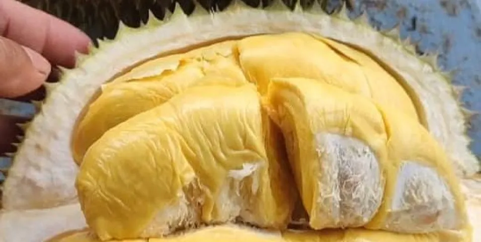 Buah Durian. Foto: Lentera/ Siberbengkulu.co