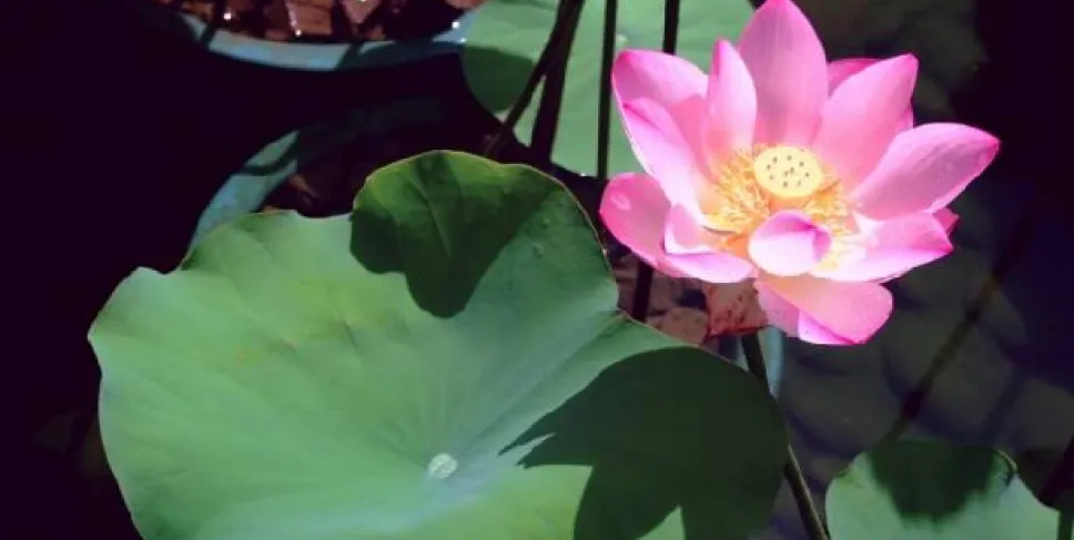 Seroja atau Bunga Lotus, Kamis (17/10). Foto: Mita/Siberbengkuluc.co