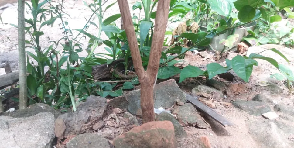 Pohon kayu berbentuk huruf Y, Senin (21/10). Foto: Mita/Siberbengkulu.co